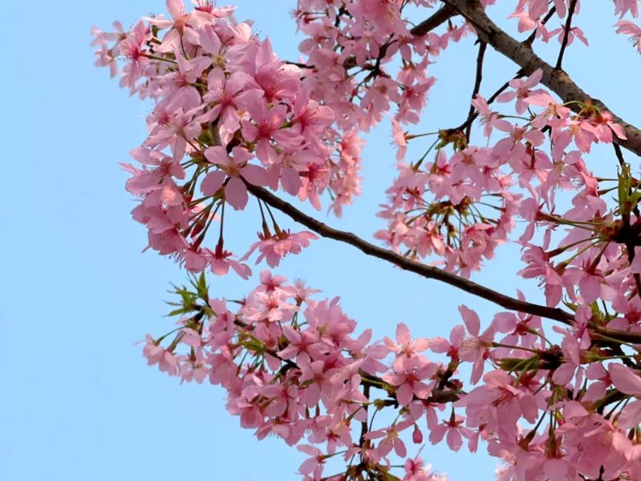 湘潭 汽车去 汽车回  1天0晚 湘潭·七星村樱花园+昭山风景区汽车一日游