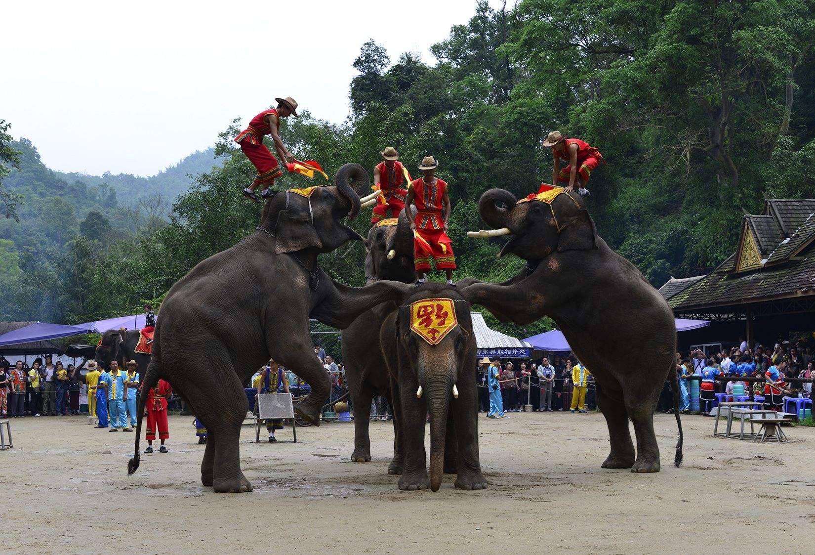 云南 飞机去 飞机回  5天4晚 版纳时光直飞版纳5天