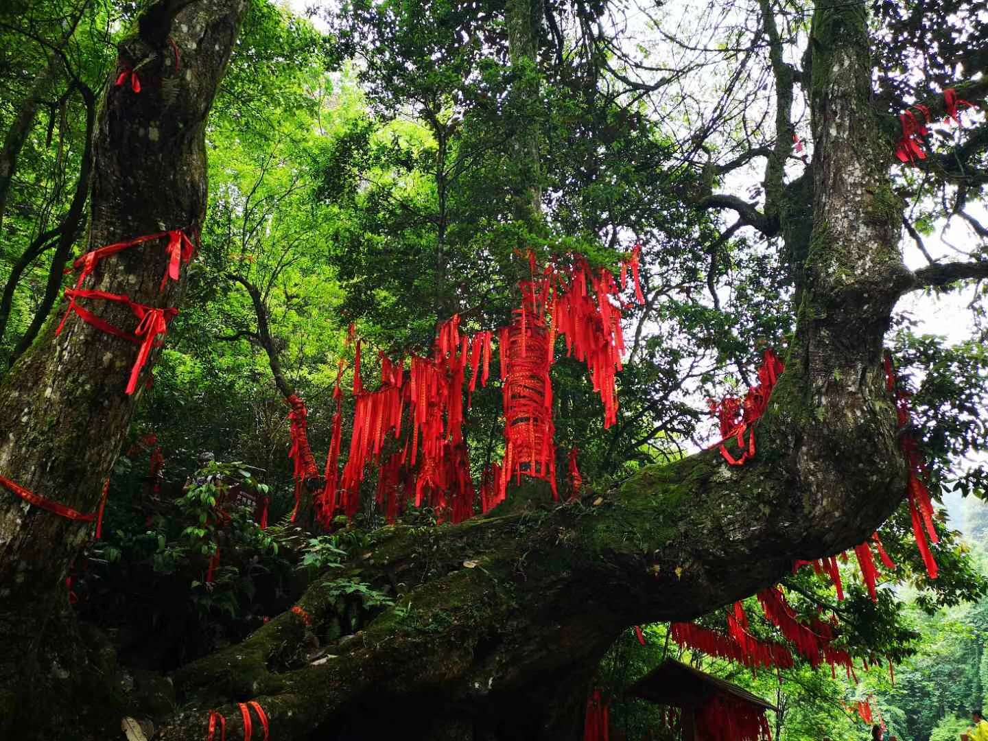 株洲 汽车去 汽车回 6天5晚 逃离城市—【神农谷】森林避暑、康养度假6天5晚
