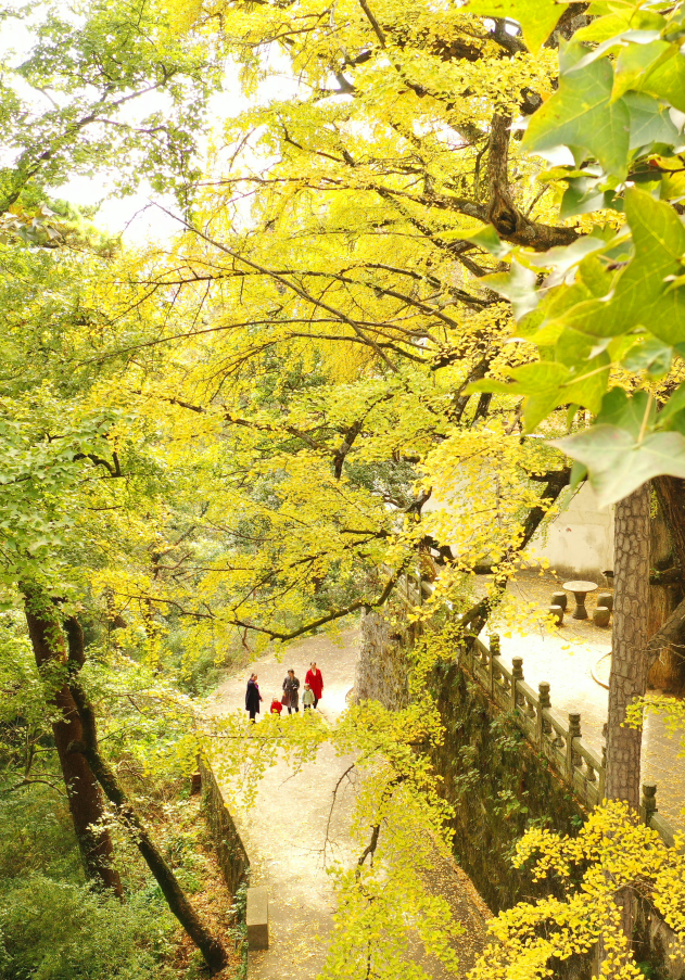 衡阳 汽车去 汽车回  1天0晚 南岳大庙+南岳衡山一日游