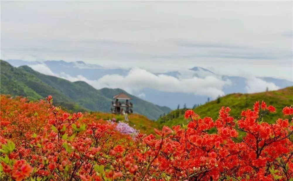 长沙 汽车去 汽车回 1天0晚 【湘东明珠】浏阳·大围山赏高山杜鹃花纯玩一日游