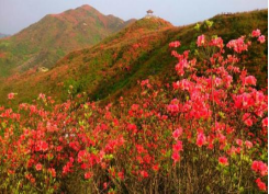 长沙 汽车去 汽车回  1天0晚 浏阳大围山赏高山杜鹃花汽车一日游