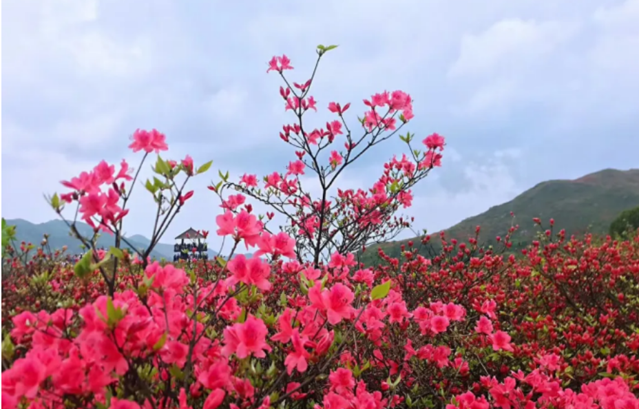 长沙 汽车去 汽车回 1天0晚 浏阳·大围山赏杜鹃花一日游