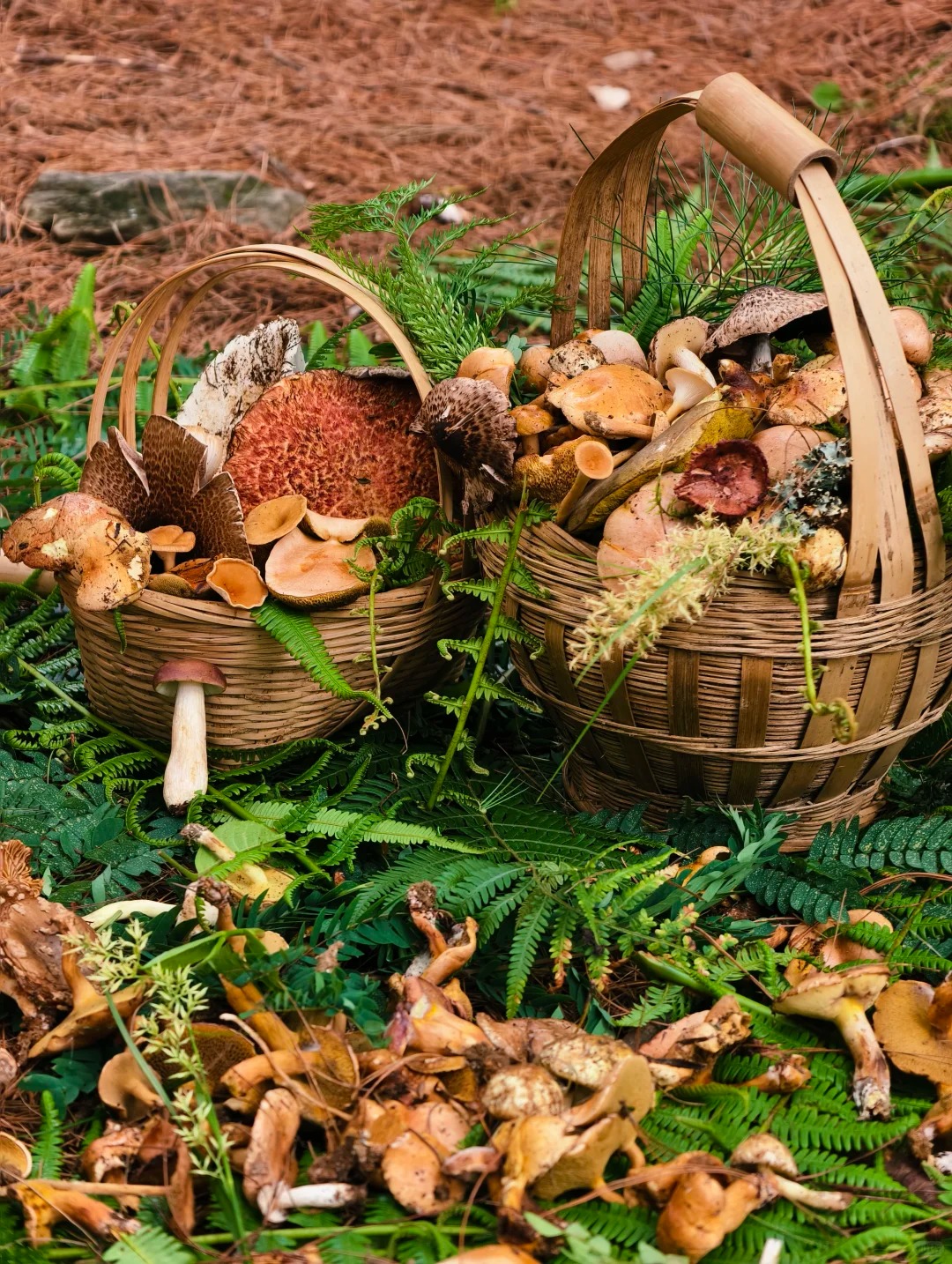 云南 飞机去 飞机回 6天5晚 【趣采松茸】昆大丽双飞6日游