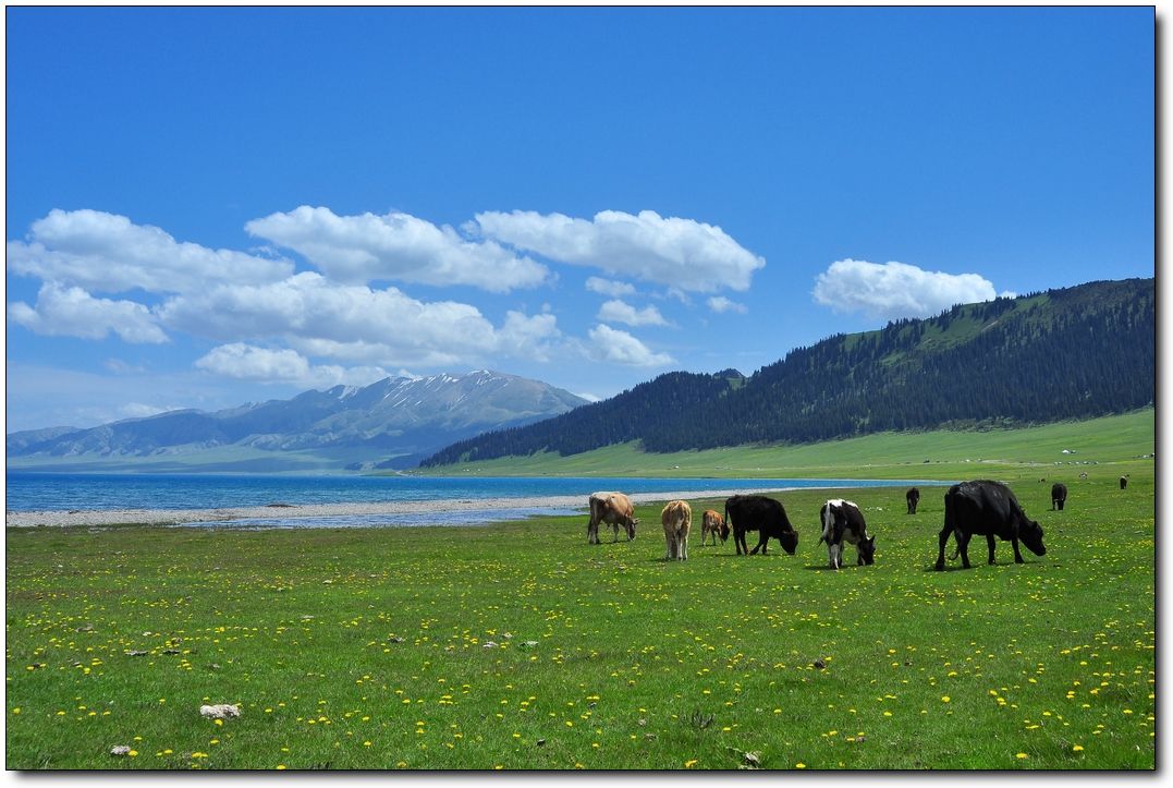 新疆 游客自理去 游客自理回  8天7晚 冬日那拉提8日游