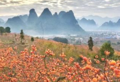 桂林 汽车去 汽车回  2天1晚 醉美柿子红