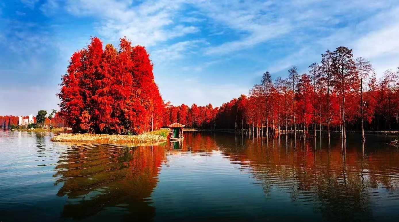 湖北 汽车去 汽车回  2天1晚 湖北梦里水乡赏红杉、悦兮半岛温泉纯玩2日游