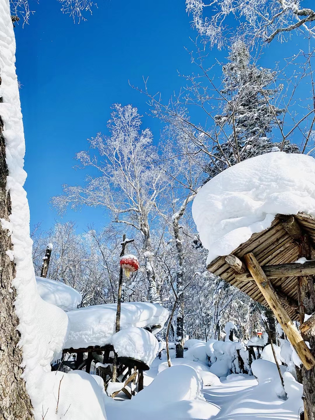 黑龙江 飞机去 飞机回  6天5晚 【舒心VIP】冰雪大世界、冰城哈尔滨、梦幻雪乡、激情亚布力滑雪、雾凇岭、雪岭虎峰岭、横道虎园、养生温泉双飞6日游