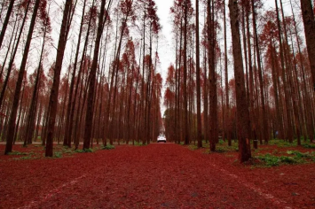 湖北 汽车去 汽车回  3天2晚 【水杉红了】 湖北仙桃梦里水乡，京山美人谷，绿林寨，通天峡汽车纯玩三日游