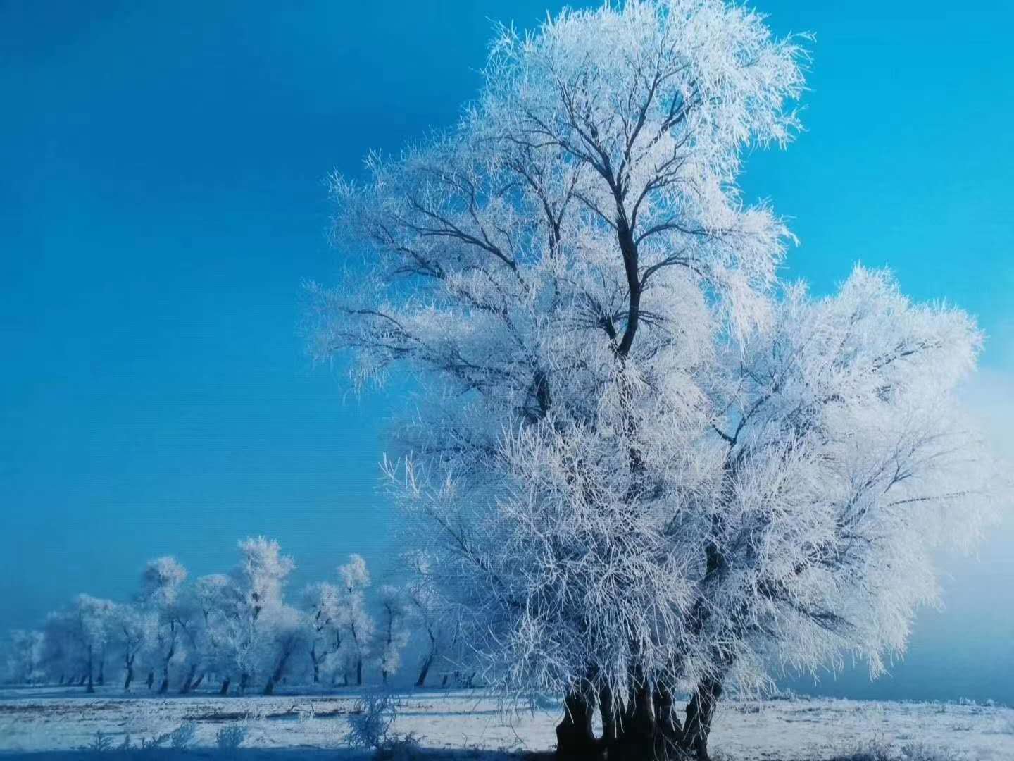 黑龙江 飞机去 飞机回  6天5晚 【冰雪大世界】东方小巴黎哈尔滨-亚布力滑雪场-马拉爬犁-威虎寨-雪上飞碟-360°高山缆车-雪世界欢乐谷-梦幻雪乡-冬捕表演-泼水成冰视频-驯鹿园-哈尔滨冰雪大世界双飞六日游