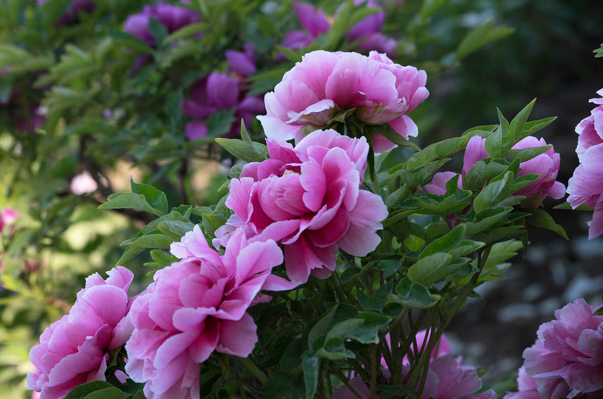河南 火车去 火车回  5天4晚 去洛阳.赏牡丹双卧5天