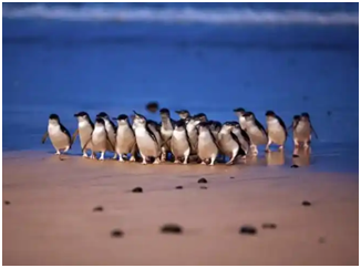 新西兰澳大利亚 飞机去 飞机回  15天14晚 澳新南北岛15天