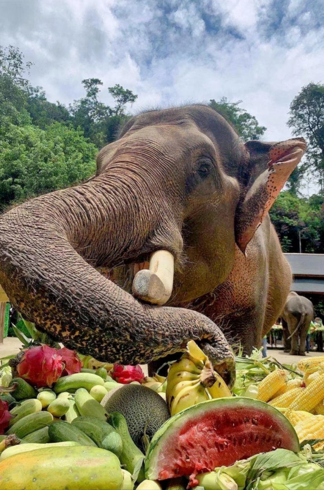 云南 飞机去 飞机回  5天4晚 雨林徒步-版纳纯玩4晚5日游
