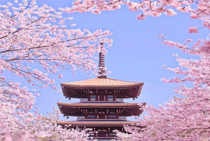 长沙湖北 汽车去 汽车回  3天2晚 （LTT）樱你而美三日游