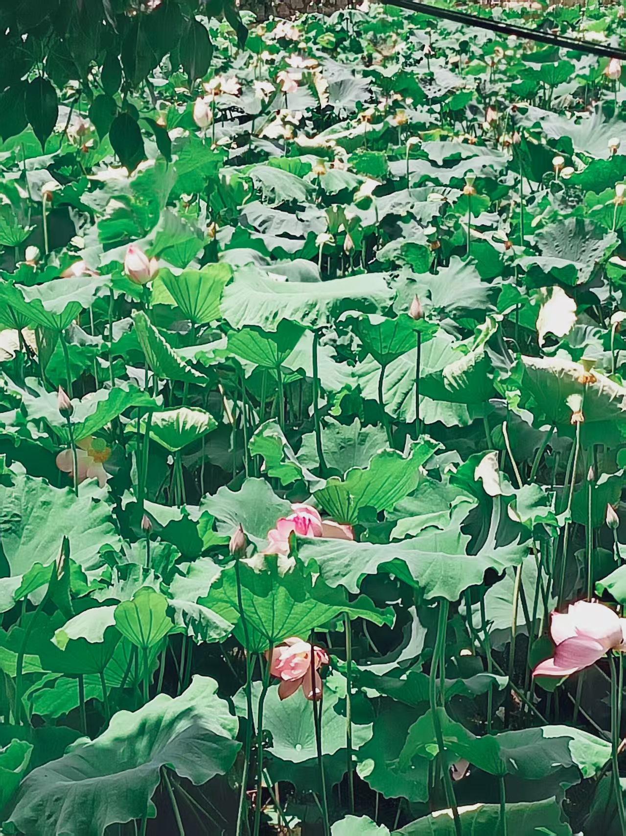 四川 飞机去 飞机回  6天5晚 重庆山城里双飞6日游