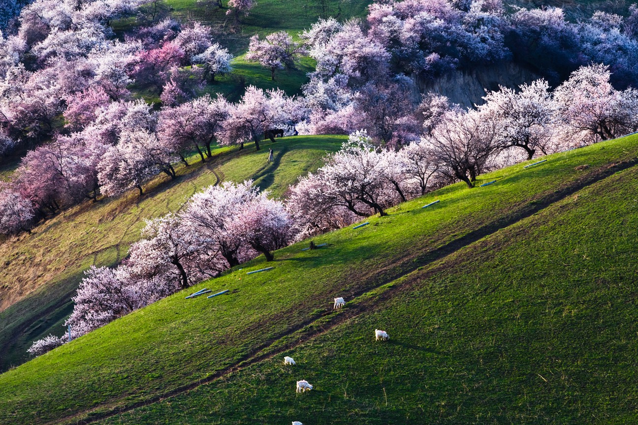 新疆 飞机去 飞机回  8天7晚 【花漾伊犁】赛里木湖·伊犁杏花·独山子大峡谷·戈壁印象文化园·天山天池·吐鲁番·坎儿井·火焰山·库木塔格沙漠双飞8日游