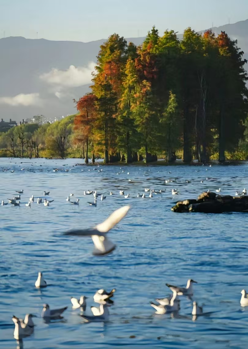 云南 飞机去 飞机回  8天7晚 云赏奢韵.昆明/大理/丽江/西双版纳 纯玩 8 日游