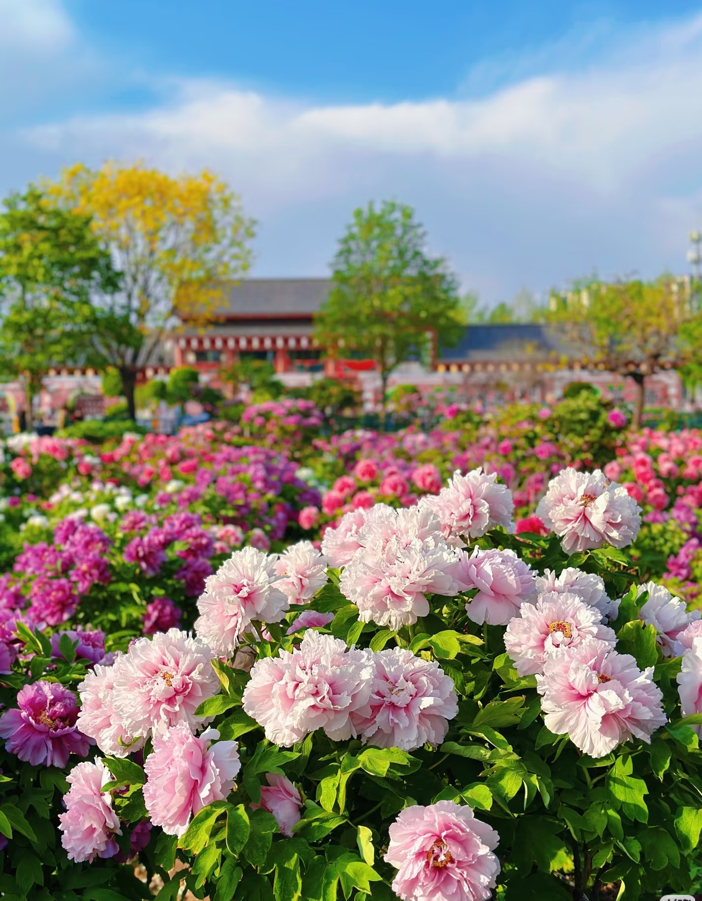 河南 火车去 火车回  6天5晚 【赏花季*红色文化*畅游陕豫】