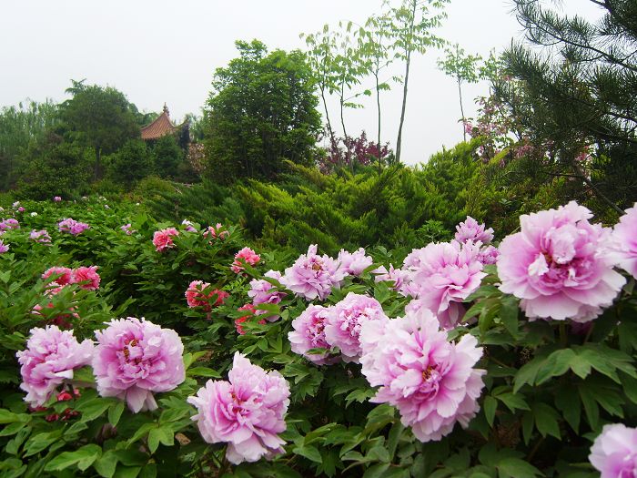 河南 高铁去 高铁回  6天5晚 河南博物院 清明上河园 大宋东京梦华 牡丹园 少林寺 龙门石窟