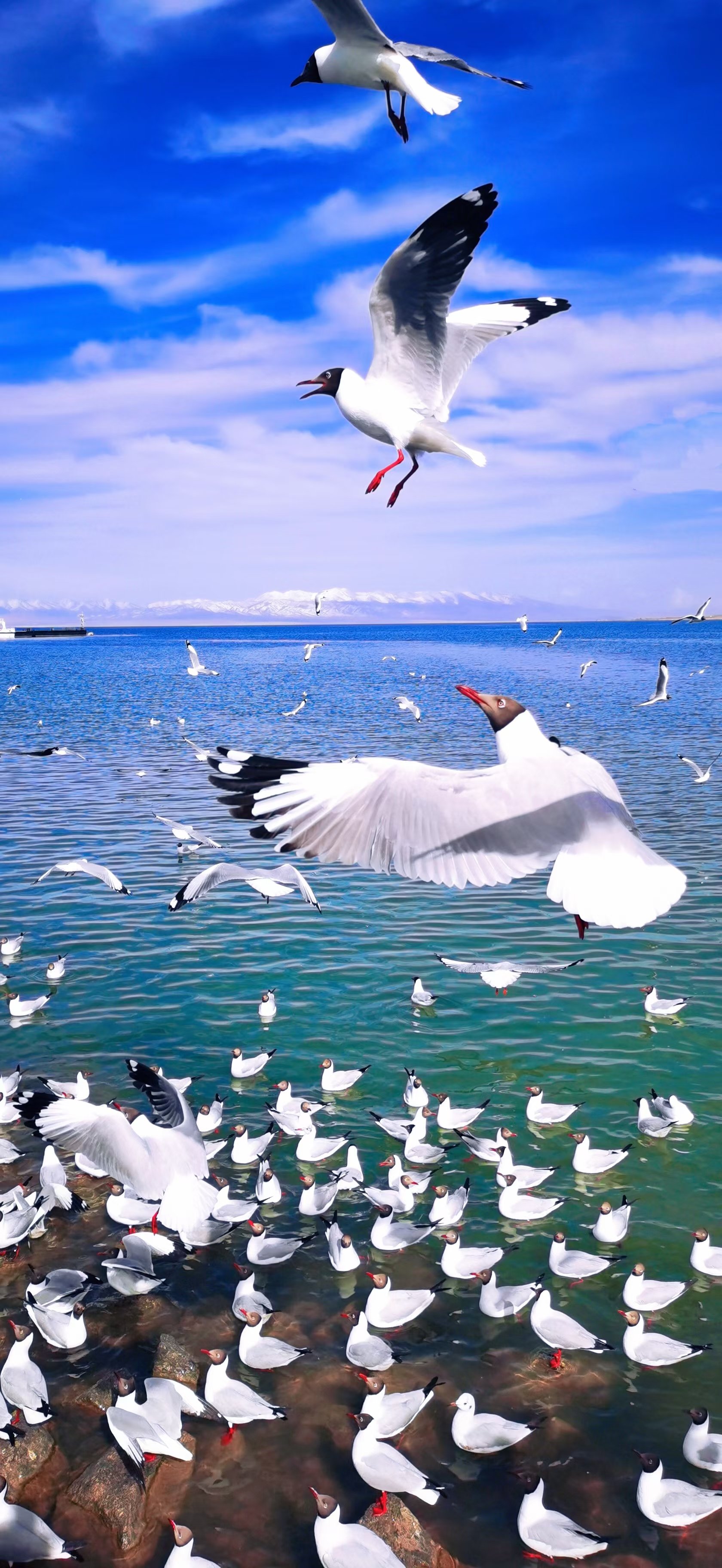 青海湖.jpg